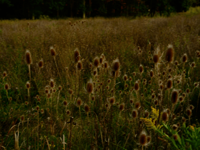 Wild Flowers