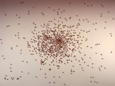 Swarm Of Red Ants From The Insects Portfolio