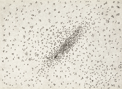 Insect Slant (Ants) (from Reality & Paradoxes)