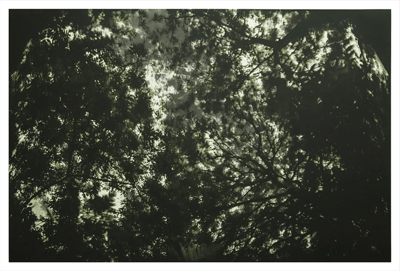 Aqua Oscura (Autumn)