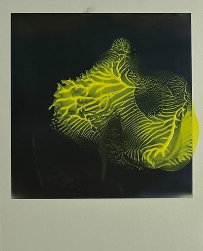 Untitled 6