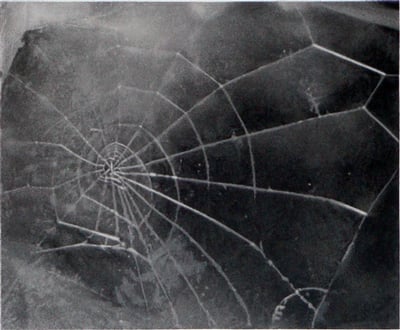 Celmins, Vija Celmins, Vija
