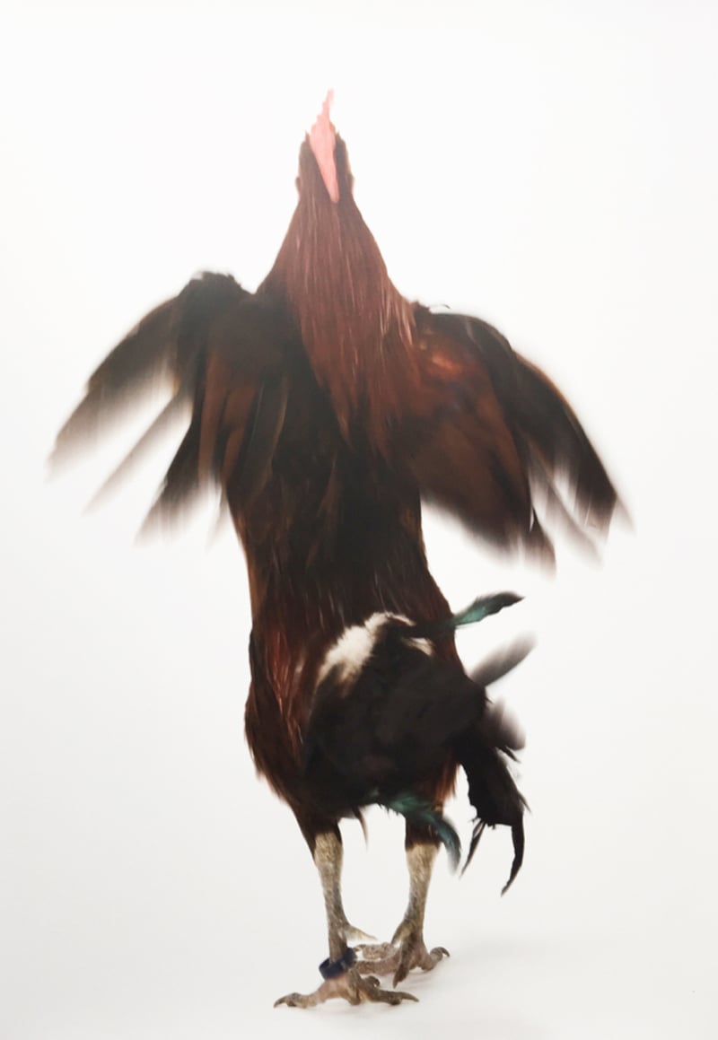 Koen Vanmechelen – Running Chicken, 2013 – Digital Print op papier