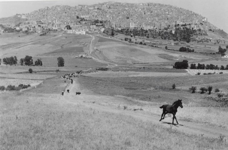 Leonard Freed – Back Horse, 1974 – Archival-Print
