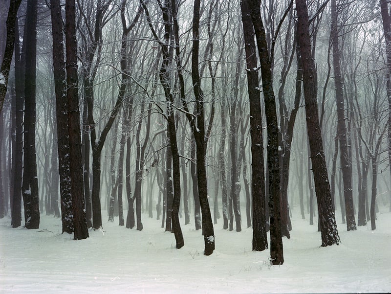 Mariam Sitchinava – Forest. Winter, 2020 – Photograph