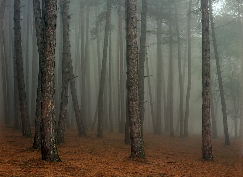 Mariam Sitchinava – Fog in September, 2021 – Photograph