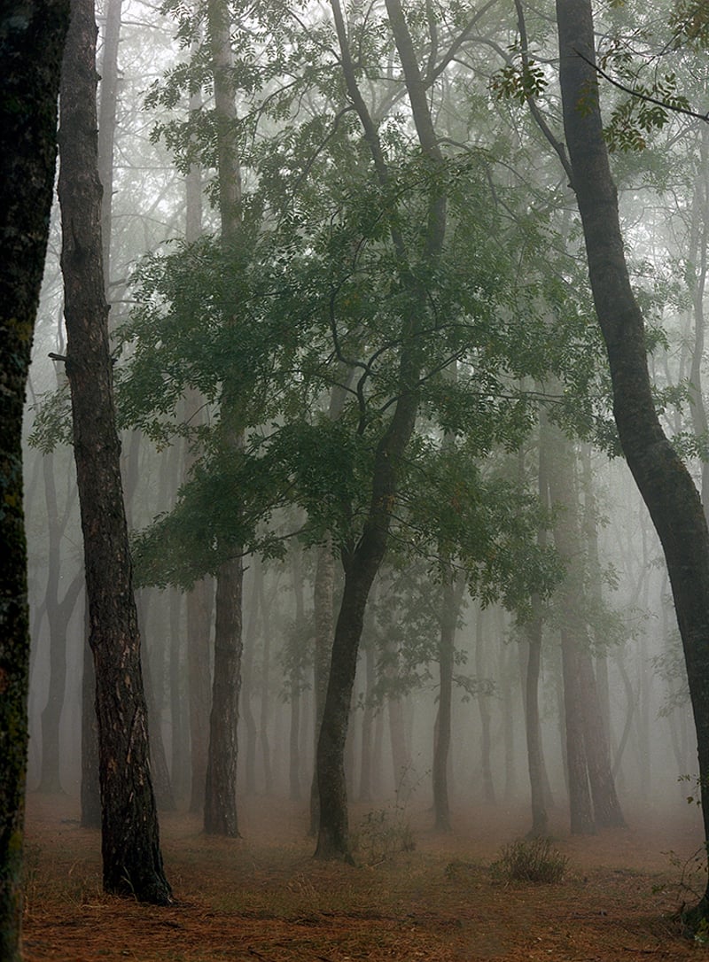 Mariam Sitchinava – Fog in September 3, 2021 – Photograph
