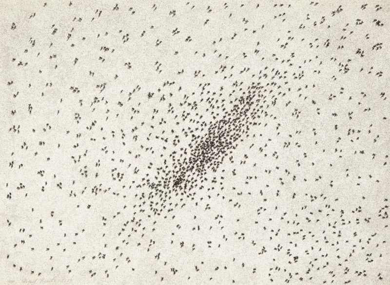 Ed Ruscha – Insect Slant (Ants) (from Reality & Paradoxes), 1973 – Técnica mixta
