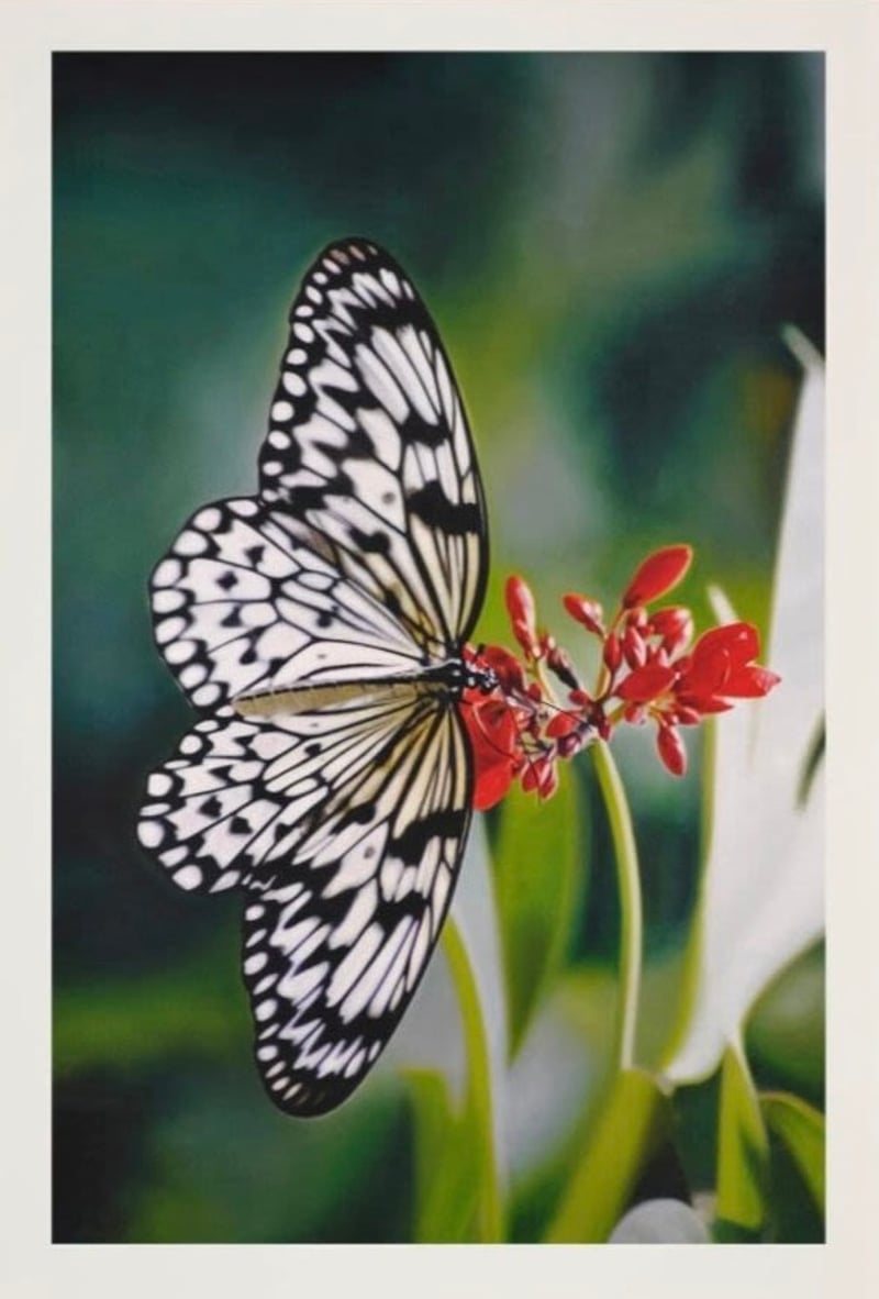Limited Edition Inkjet print © Damien Hirst - Paper Kite Butterfly on Oleander, 2011